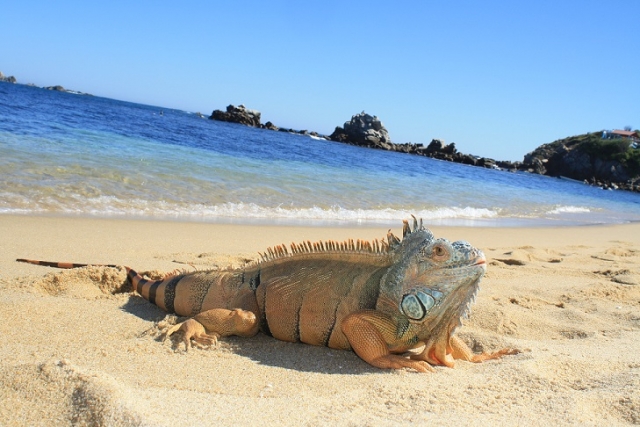 naturaleza en huatulco